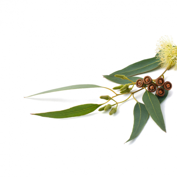 Eucalyptus olie, Wild