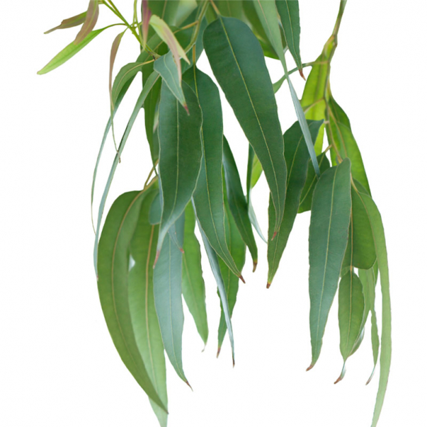 Eucalyptus, smithii etherische olie, biologisch