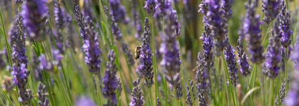 Lekker slapen met lavendel