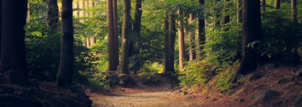 Baden in het bos = Forest Bathing