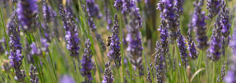 De veelzijdige lavendel